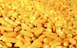 Premium Maize 2